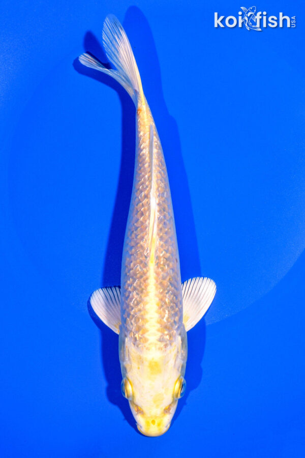 8.25" GINRIN YAMABUKI OGON