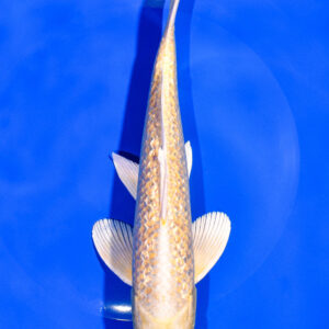 8.25" GINRIN YAMABUKI OGON