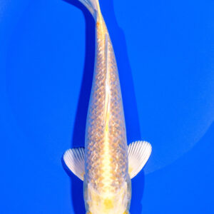 8.25" GINRIN YAMABUKI OGON