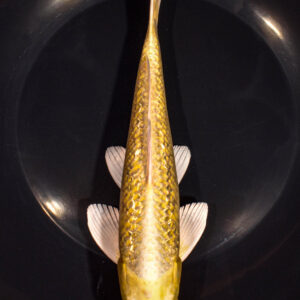 8.25" GINRIN YAMABUKI OGON