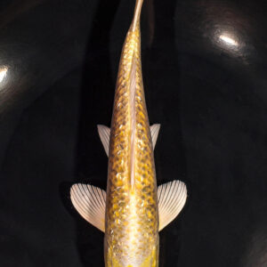 8.25" GINRIN YAMABUKI OGON