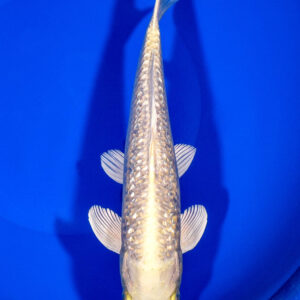8.25" GINRIN YAMABUKI OGON