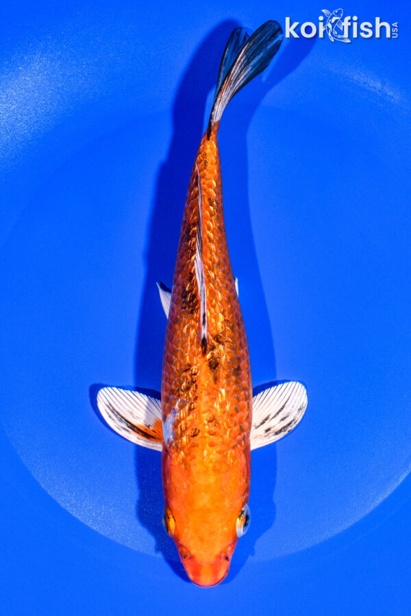 8.25" GINRIN YAMATO NISHIKI