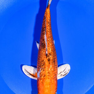 8.25" GINRIN YAMATO NISHIKI