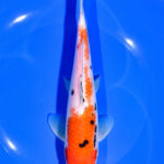 Premium Koi Fish Near Me For Sale
