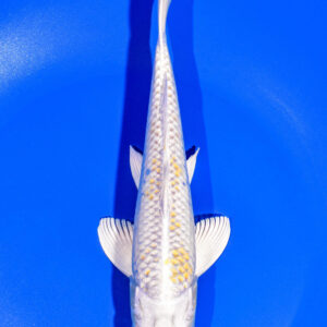 8.25" HARIWAKE