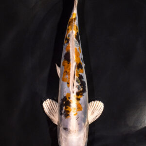 8.25" HEISEI NISHIKI
