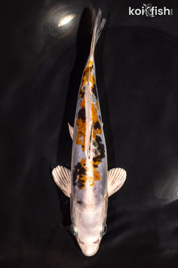 8.25" HEISEI NISHIKI