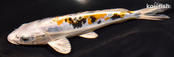 8.25" HEISEI NISHIKI