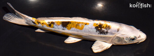 8.25" HEISEI NISHIKI