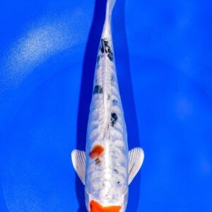 8.25" HEISEI NISHIKI