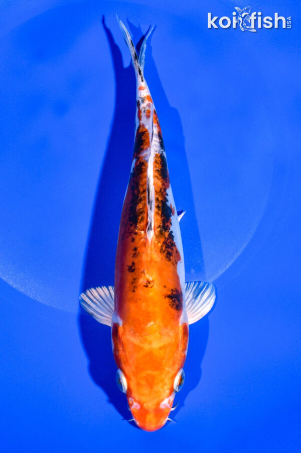 8.25" HEISEI NISHIKI