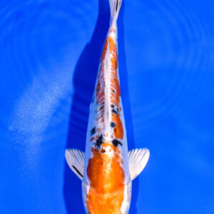 8.25" HEISEI NISHIKI
