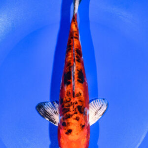 8.25" HEISEI NISHIKI