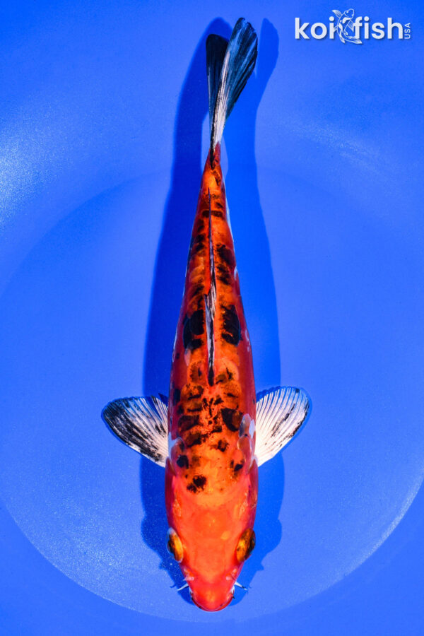 8.25" HEISEI NISHIKI