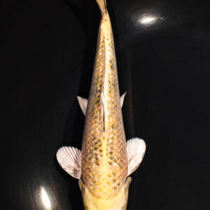 8.25" KI MATSUBA