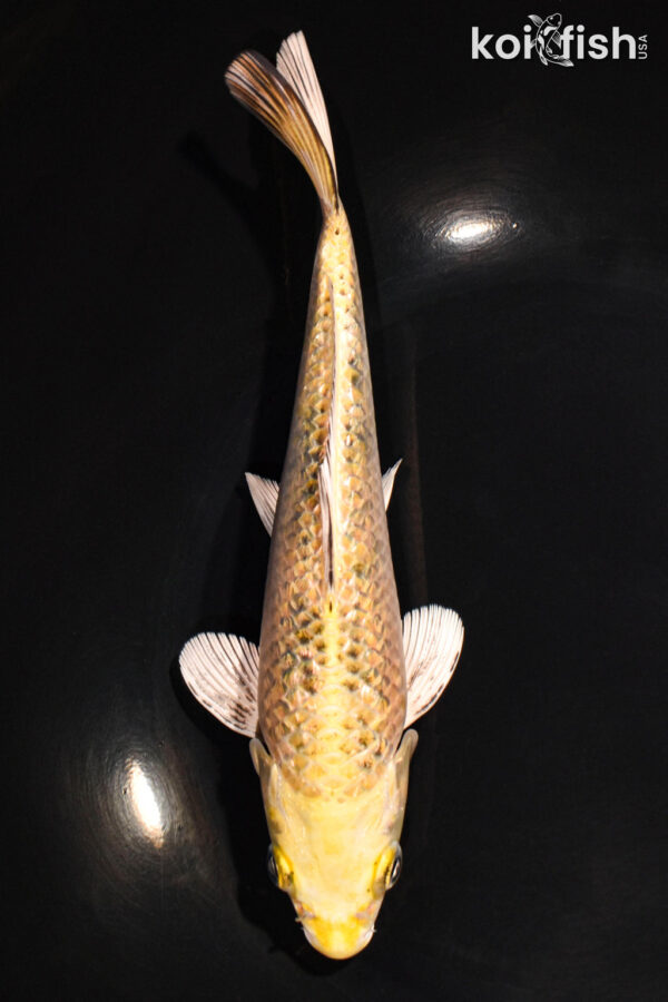 8.25" KI MATSUBA