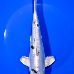 8.25" KIKOKURYU
