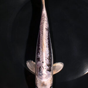 8.25" KIKOKURYU