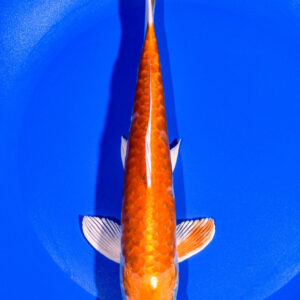 8.25" KIKUSUI