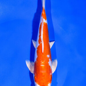 8.25" KIKUSUI