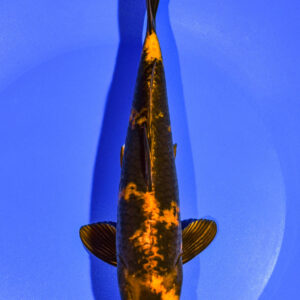 8.25" KIN HI UTSURI