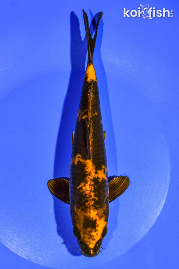 8.25" KIN HI UTSURI