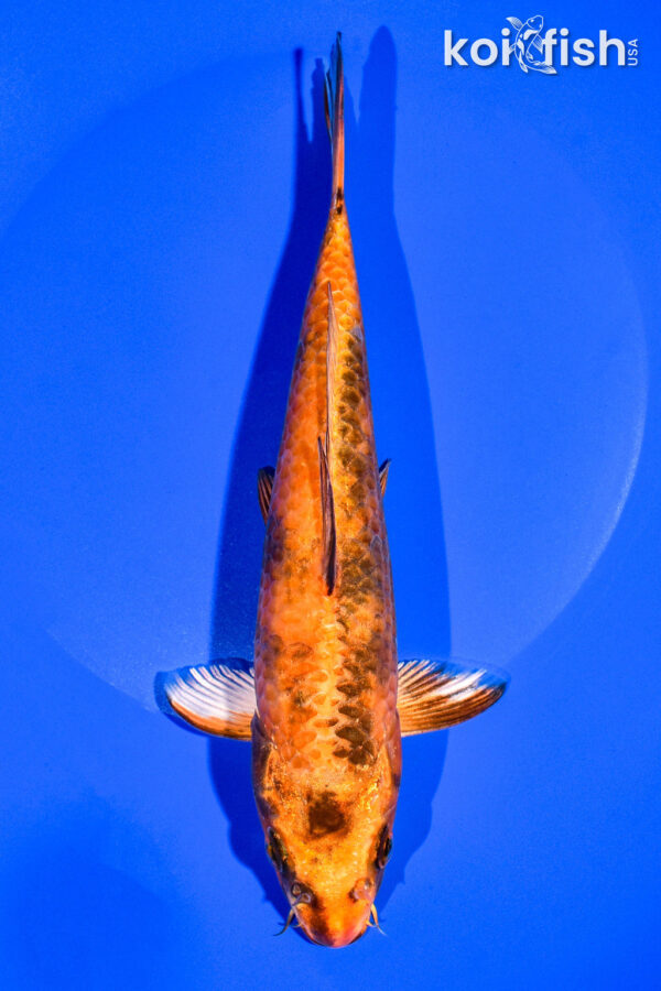 8.25" KIN HI UTSURI