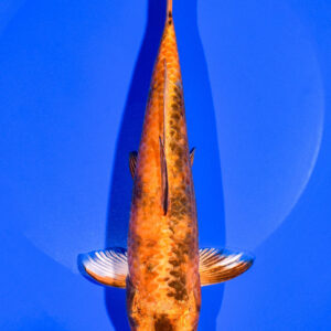 8.25" KIN HI UTSURI