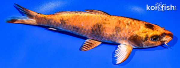 8.25" KIN HI UTSURI