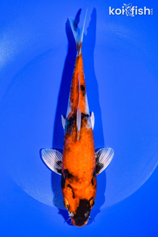 8.25" KIN SHOWA