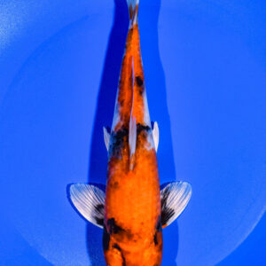 8.25" KIN SHOWA