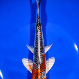 8.25" KUJAKU