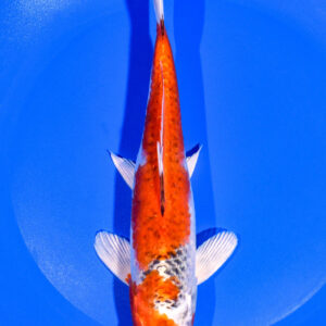 8.25" KUJAKU