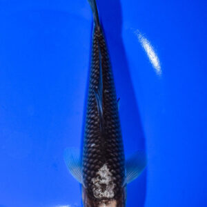 8.25" MATSUKAWABAKE