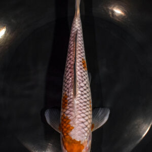 8.25" OCHIBA SHIGURE