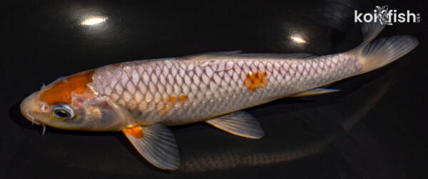 8.25" OCHIBA SHIGURE