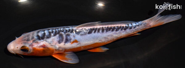 8.25" SHUSUI