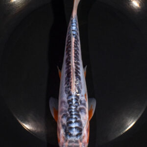 8.25" SHUSUI