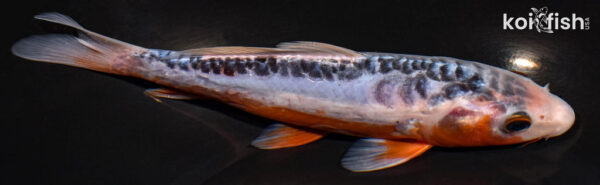 8.25" SHUSUI