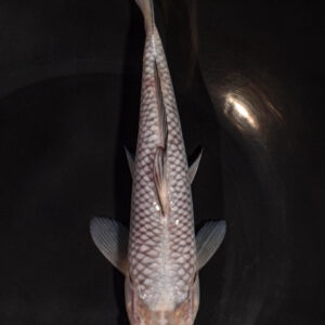 8.25" SORAGOI
