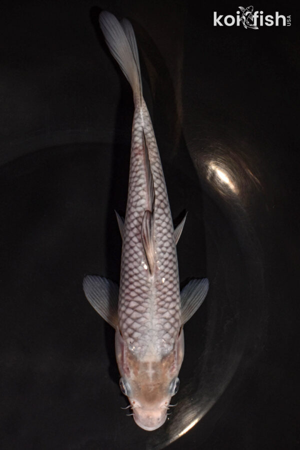 8.25" SORAGOI