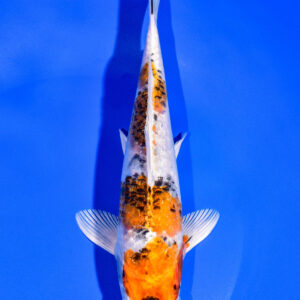 8.25" YAMATO NISHIKI