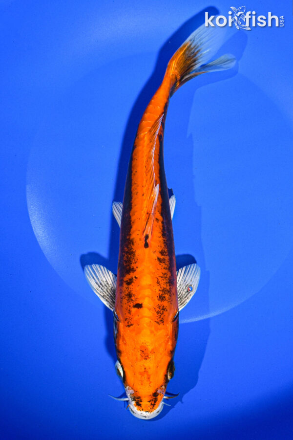 8.5" BENI KIKOKURYU FOR SALE