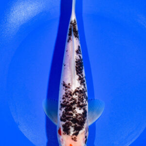 8.5" BENI MATSUKAWABAKE