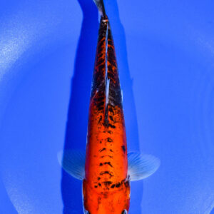 8.5" DOITSU GOSHIKI