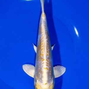 8.5" DOITSU HARIWAKE