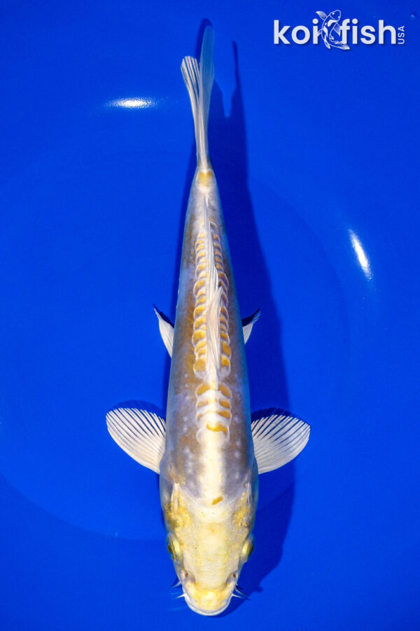 8.5" DOITSU HARIWAKE