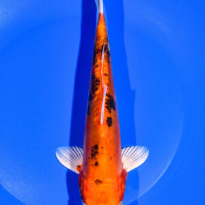8.5" DOITSU ORENJI BEKKO