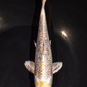 8.5" GINRIN HARIWAKE